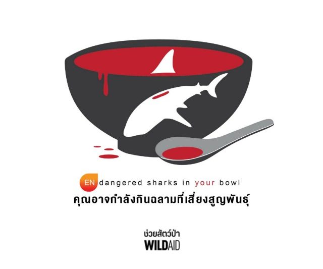 ไวล์ดเอด-ทีมนักวิจัยเผยผลวิจัยดีเอ็นเอพบหูฉลามที่ขายในไทยกว่า 60% มาจากฉลามที่เสี่ยงสูญพันธุ์